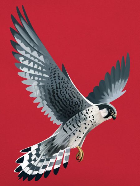 Wanderfalke im Flug