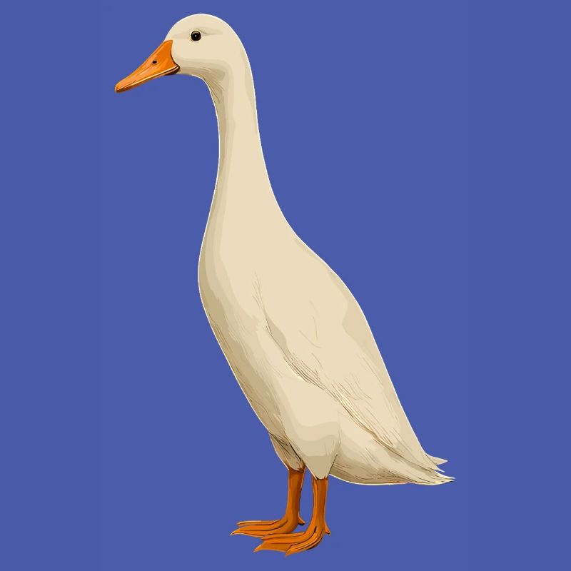 Duck Ducks Funny Ducks Duck Breeding