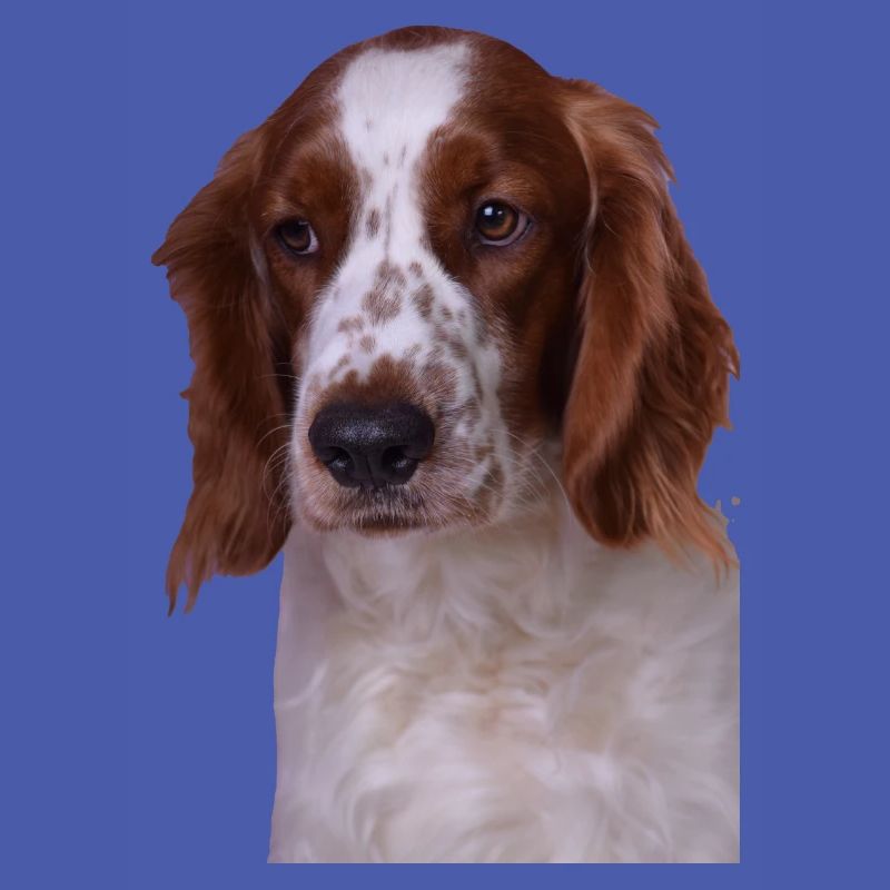 Welsh Springer Spaniel