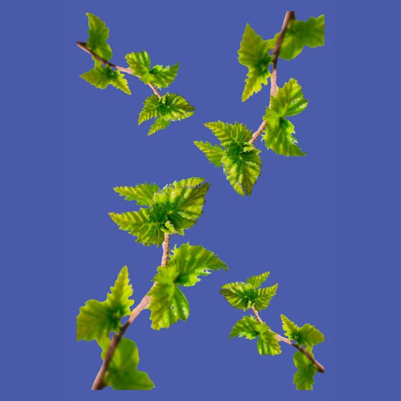 BIRCH