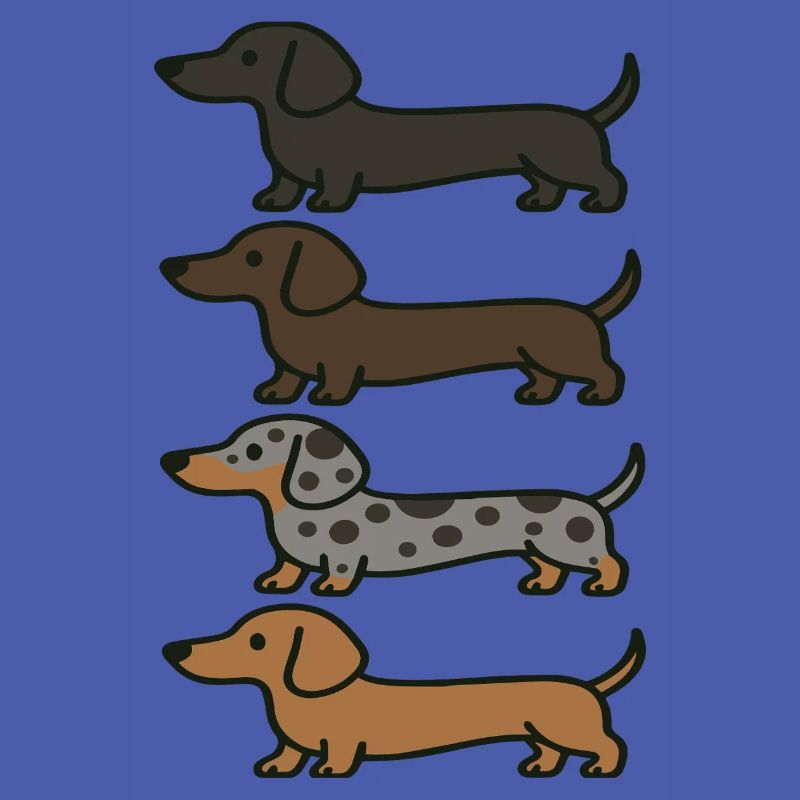 Variations de couleur de Teckel mignons