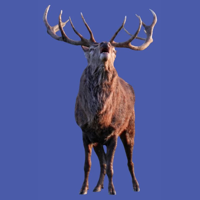 Röhrender Hirsch