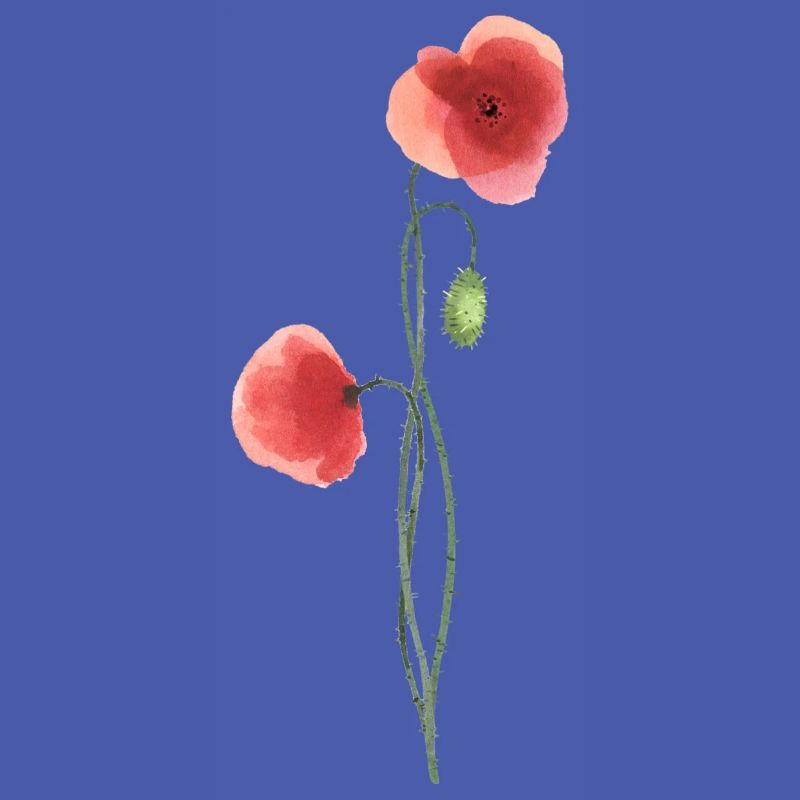 Fleur : coquelicot rouge