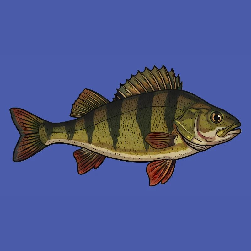 Realistic Perch Fish Vector