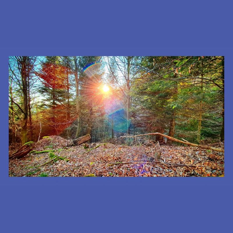 Lumière du soleil dans la forêt d’automne