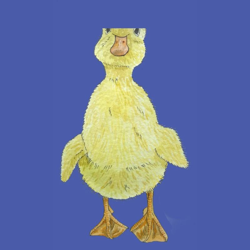 Duckling Chick