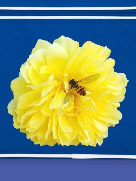 Yellow_Rose_-_Bee_Nature_Photography