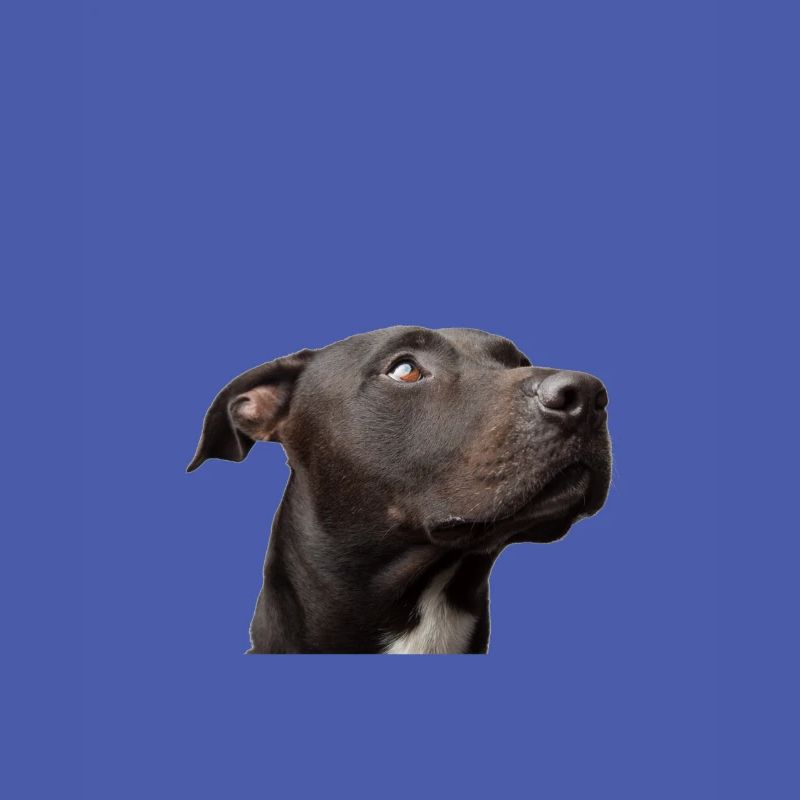 Pitbull