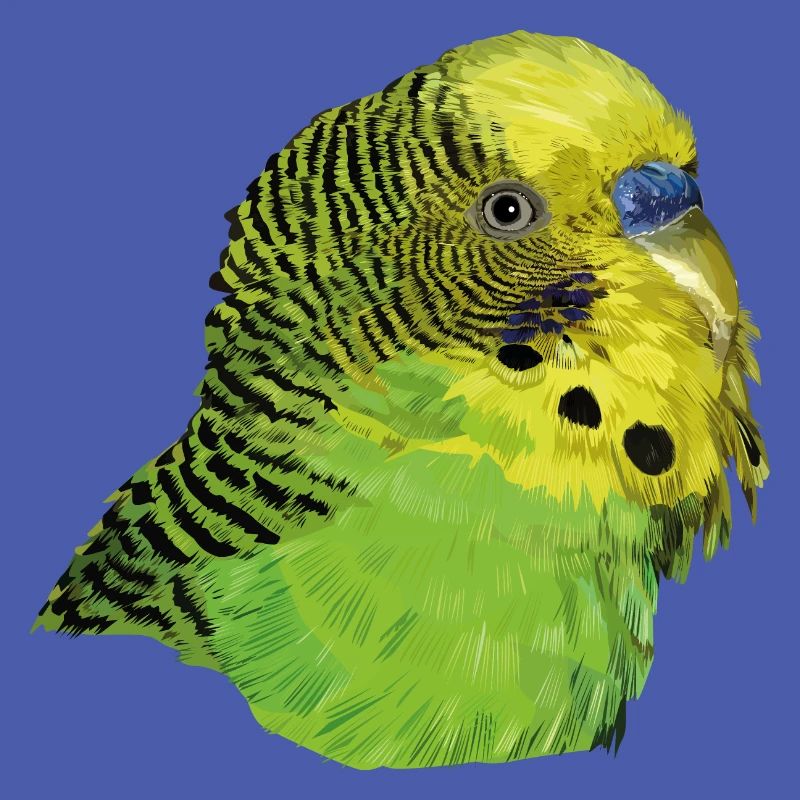 Perruche australienne