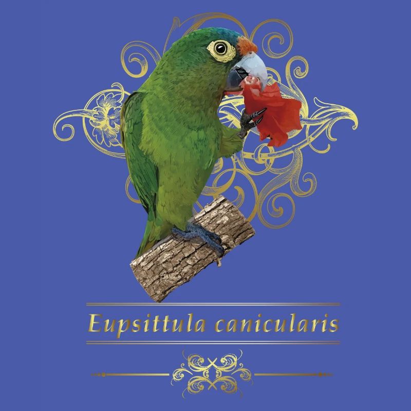 The orange-fronted parakeet