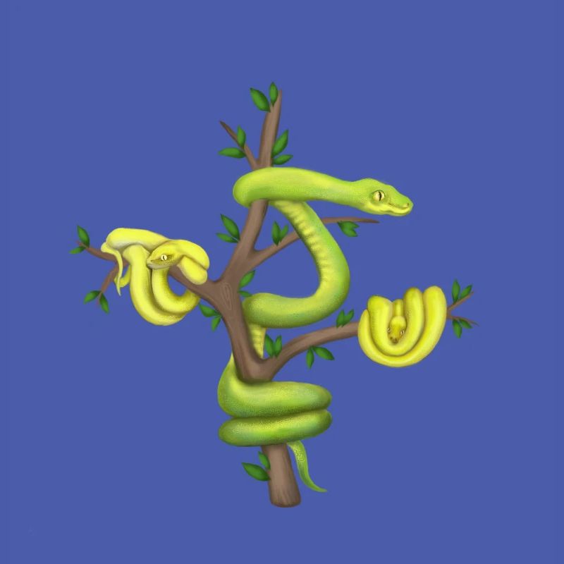 Der Grüne Python - Baumpython