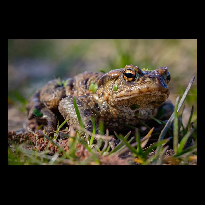 Gros plan d’un crapaud terrestre - Affiche