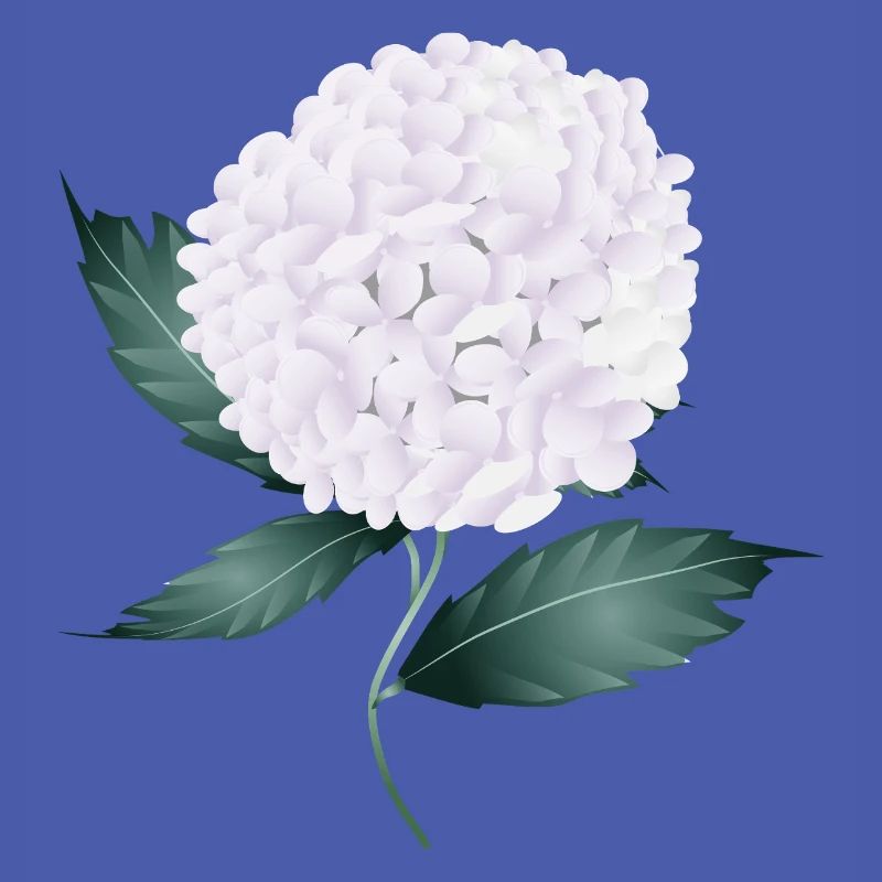 White hydrangea blossom – elegance and lightness