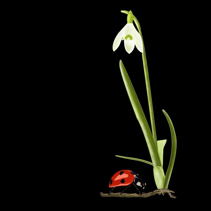 Spring, snowdrops, ladybugs