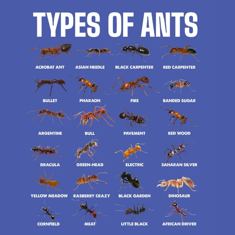 Types de fourmis pour les amateurs de fourmis