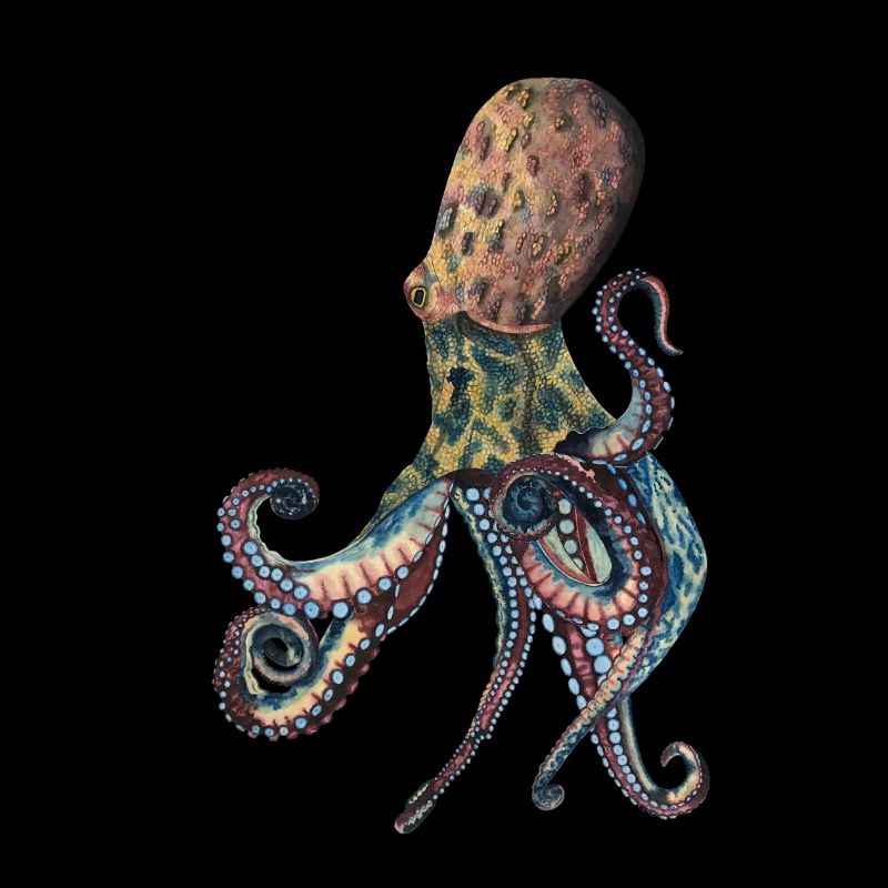Octopus Squid