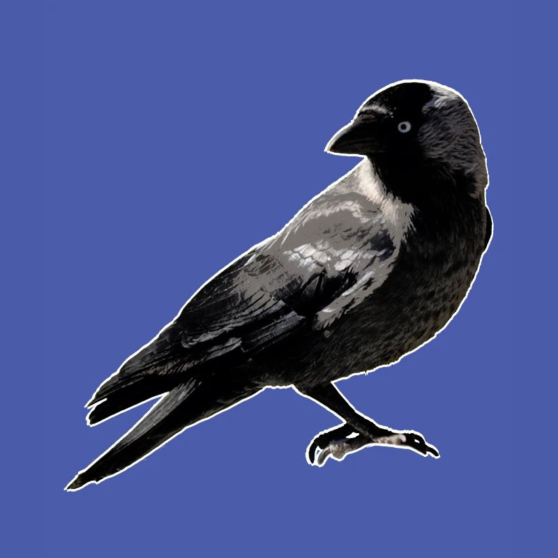 Jackdaw