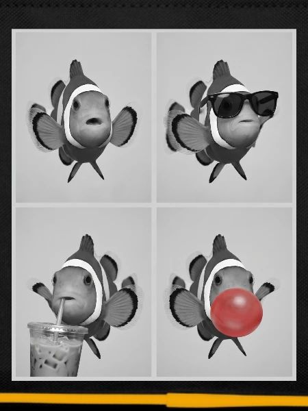 Clownfische Clownfisch