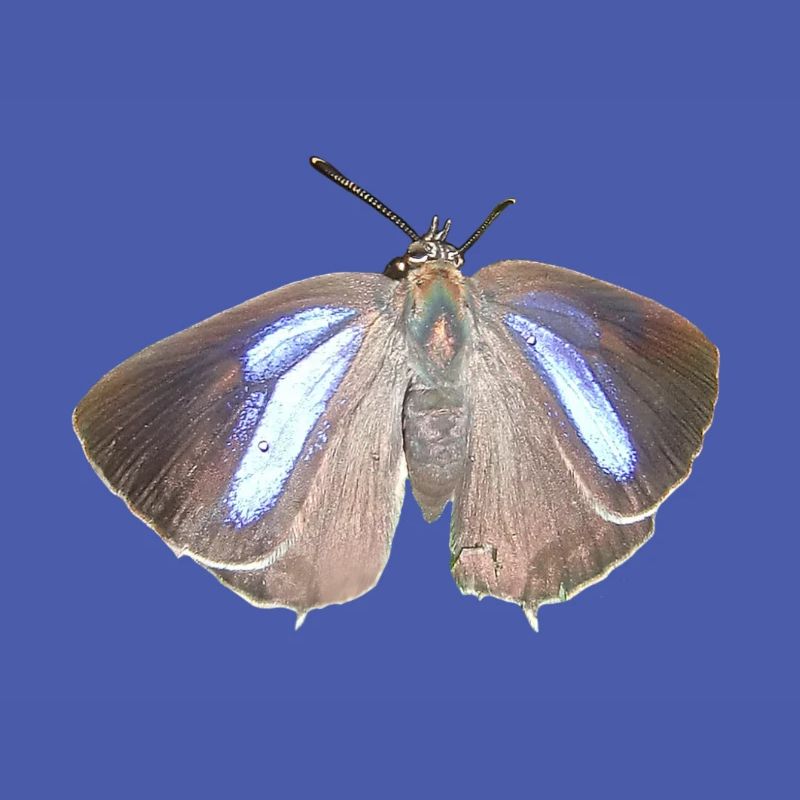 Blauer Eichen-Zipfelfalter