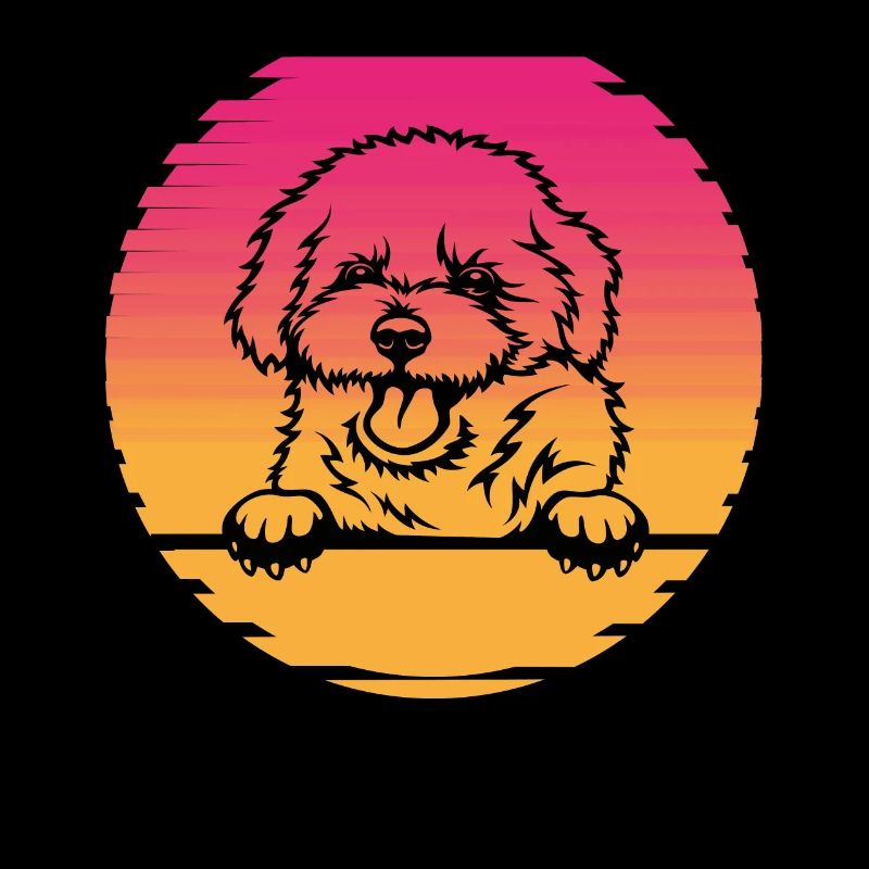 Bichon Frise