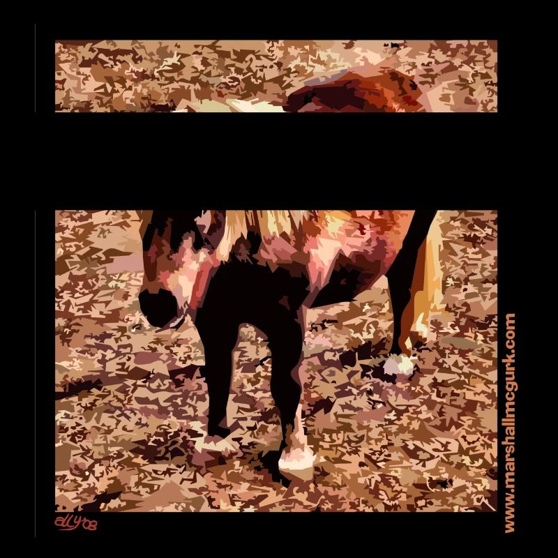 Shetland Pony
