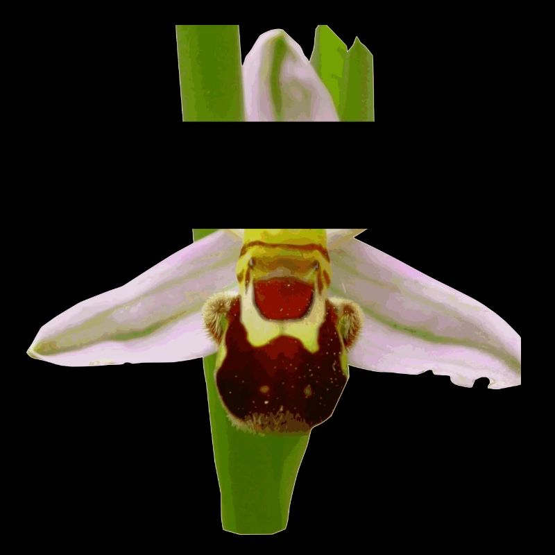 Die Bienen Ragwurz ist ein Orchideen Gewächs