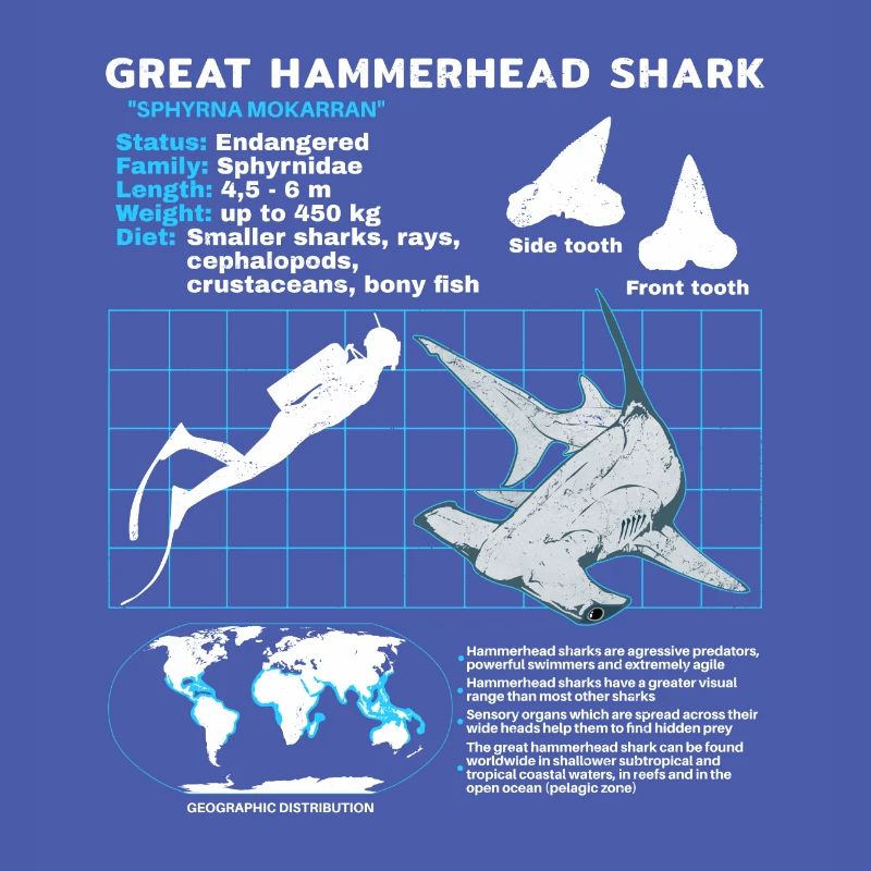 Hammerhead Shark Datasheet