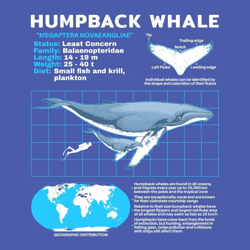 Buckelwal Datenblatt