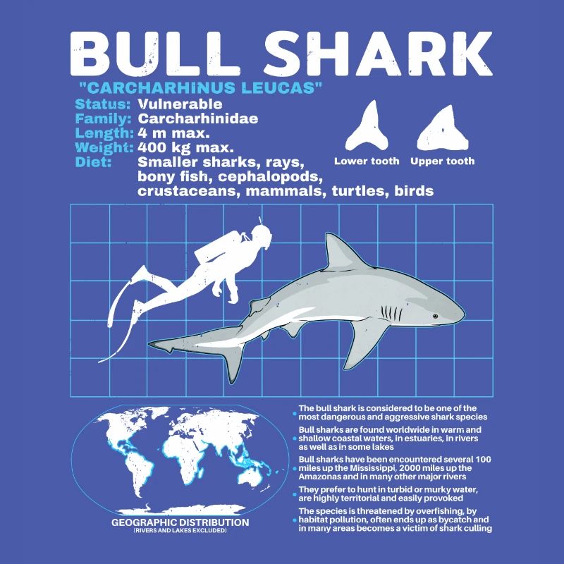 Fiche technique du requin bouledogue