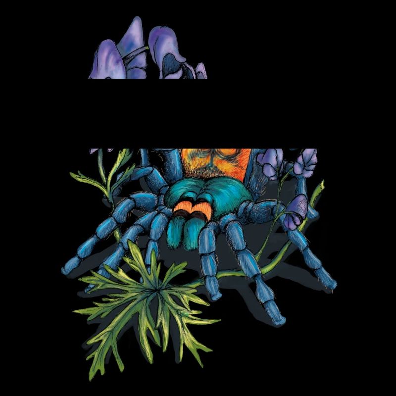 Spinne (Arachne)