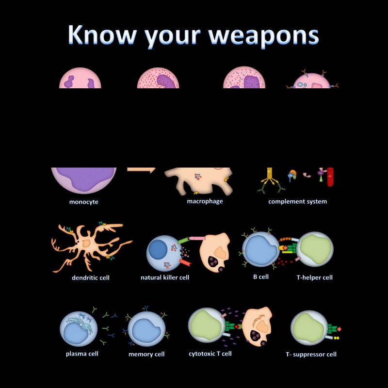 Immune system