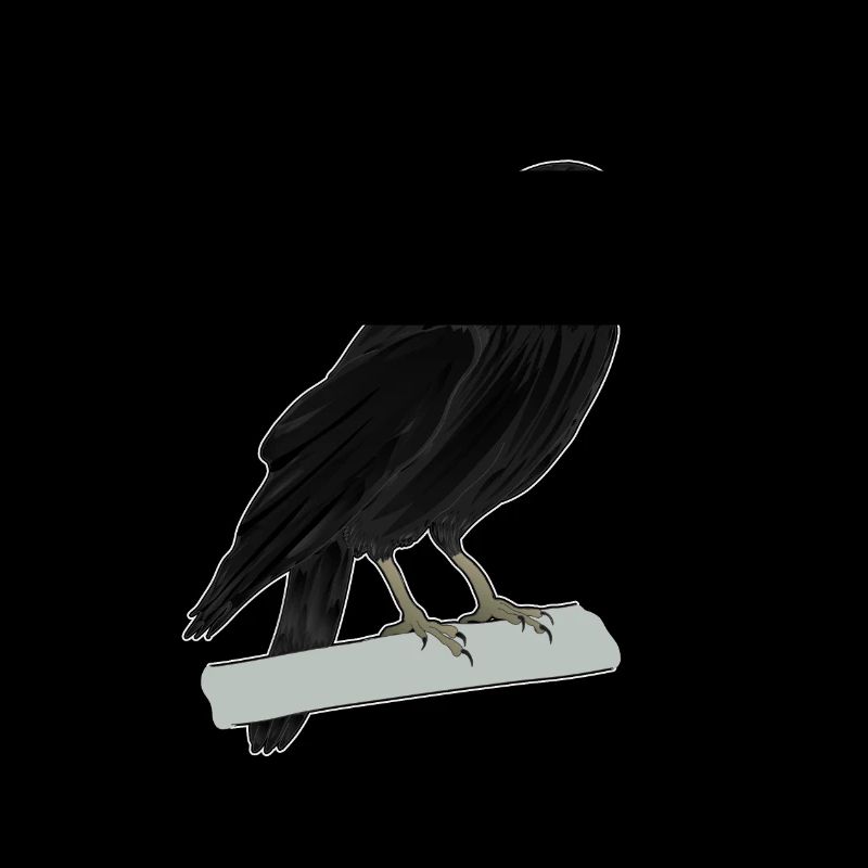 Dohle Rabenvogel