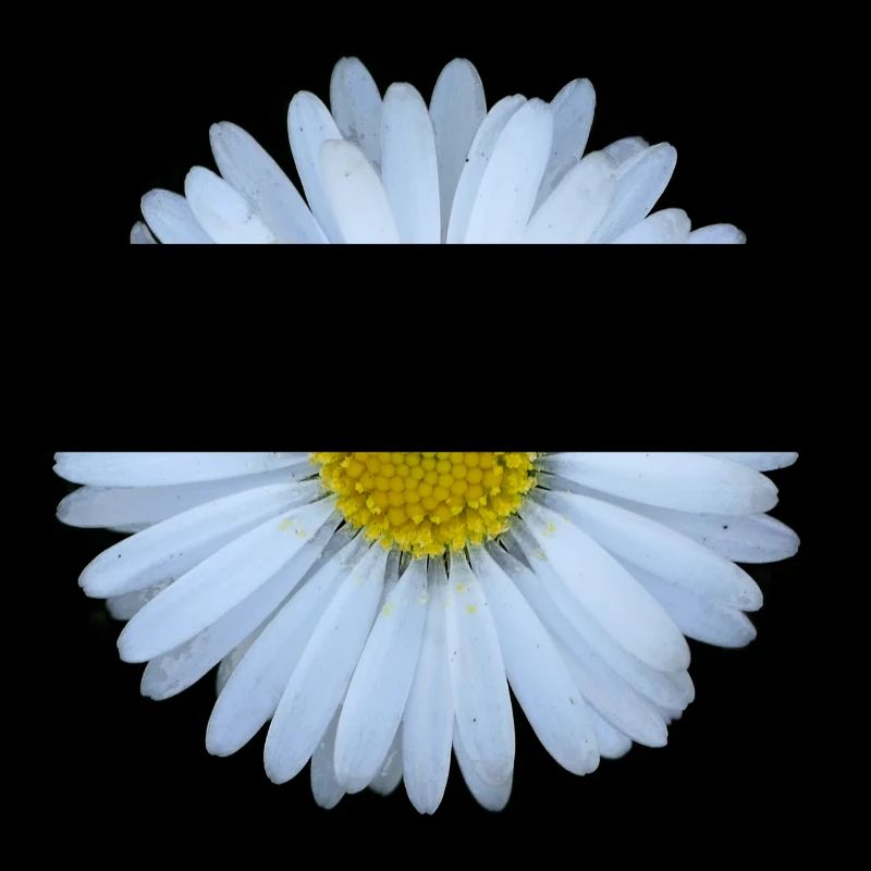 Gänseblümchen Blume Blüten Sommer Sonne Geschenk