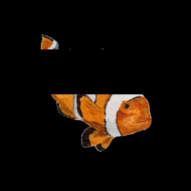 Clownfisch