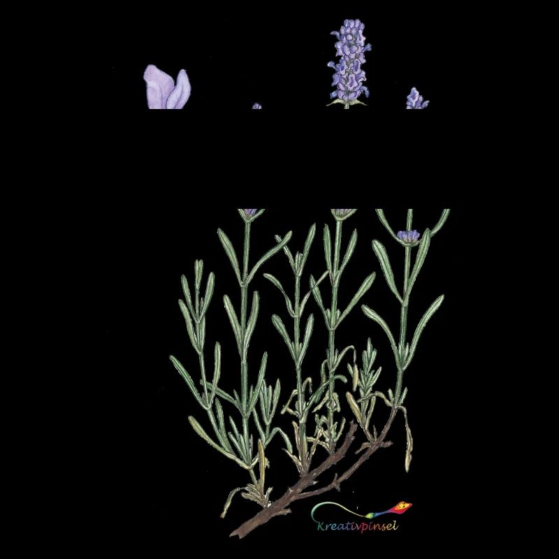 Lavendel