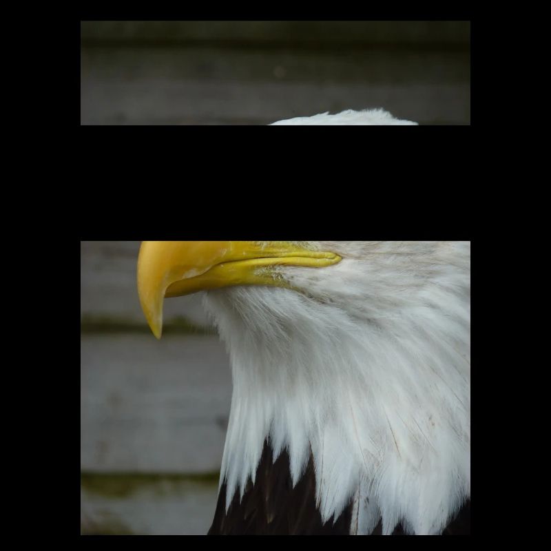 American Bald Eagle