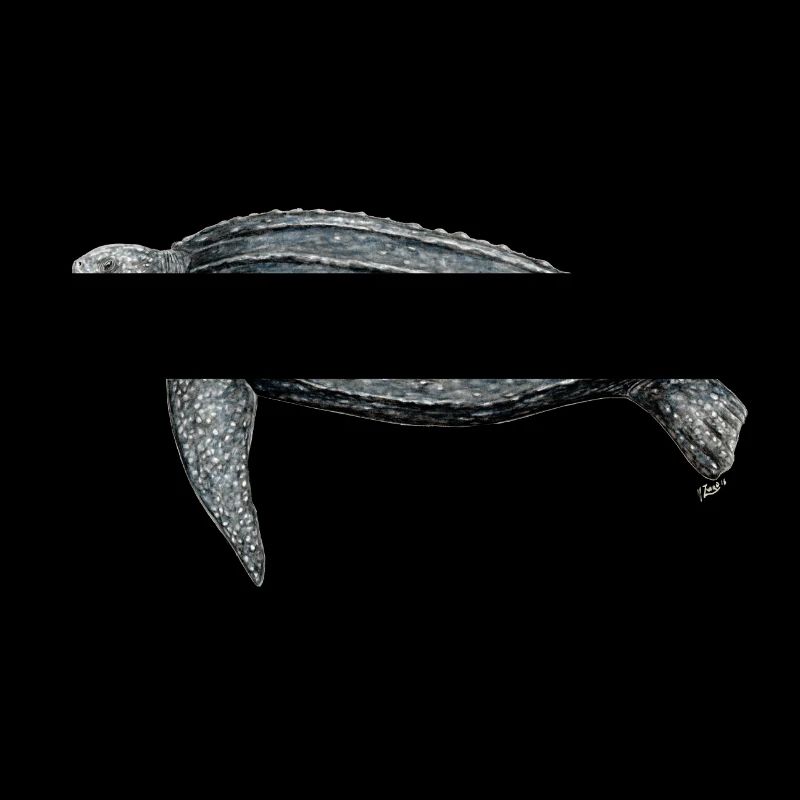 Tortue luth Leatherback turtle leatherback turtle