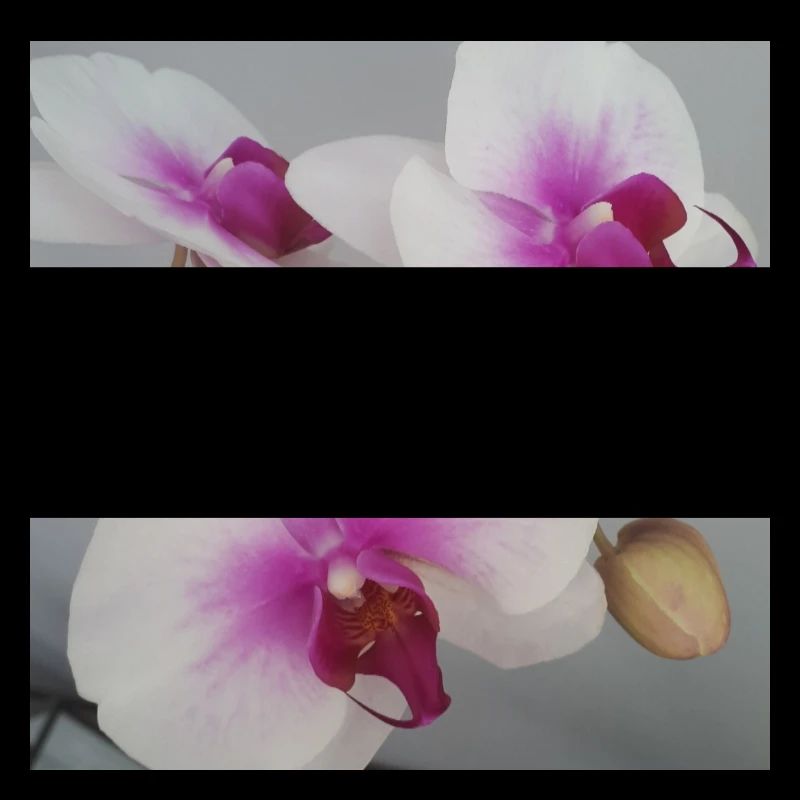 Orchidee