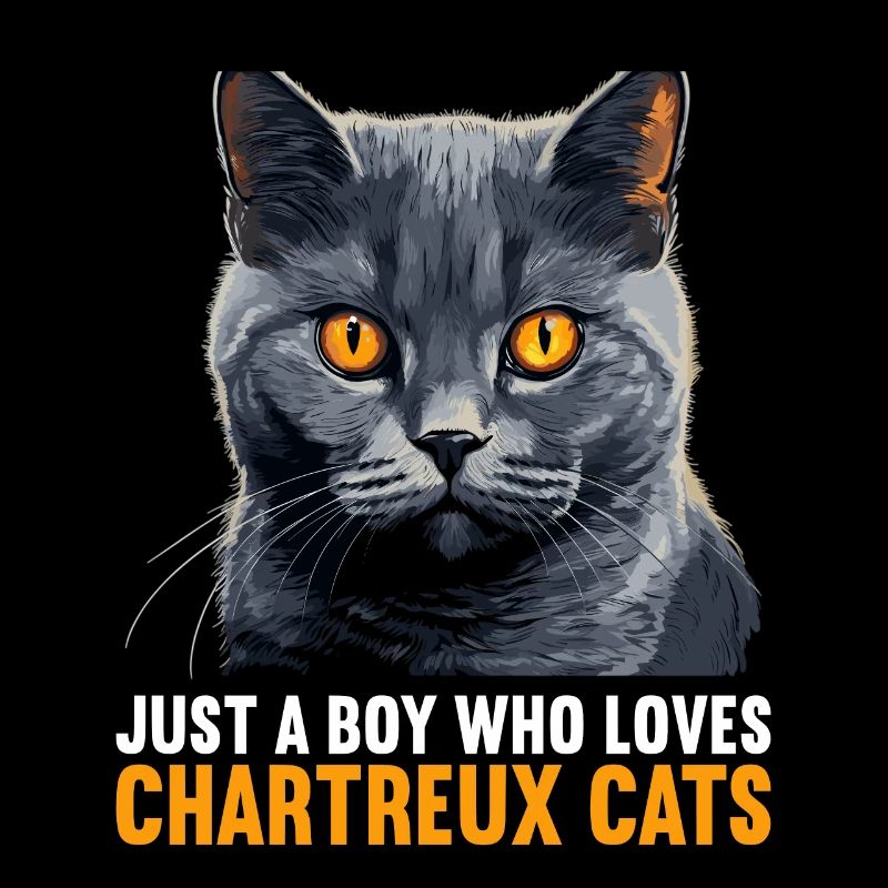 Chat Chartreux Chat Chartreux