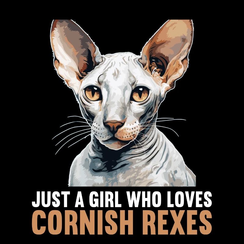 Cornish Rex Kätzchen Cornish Rex Katze