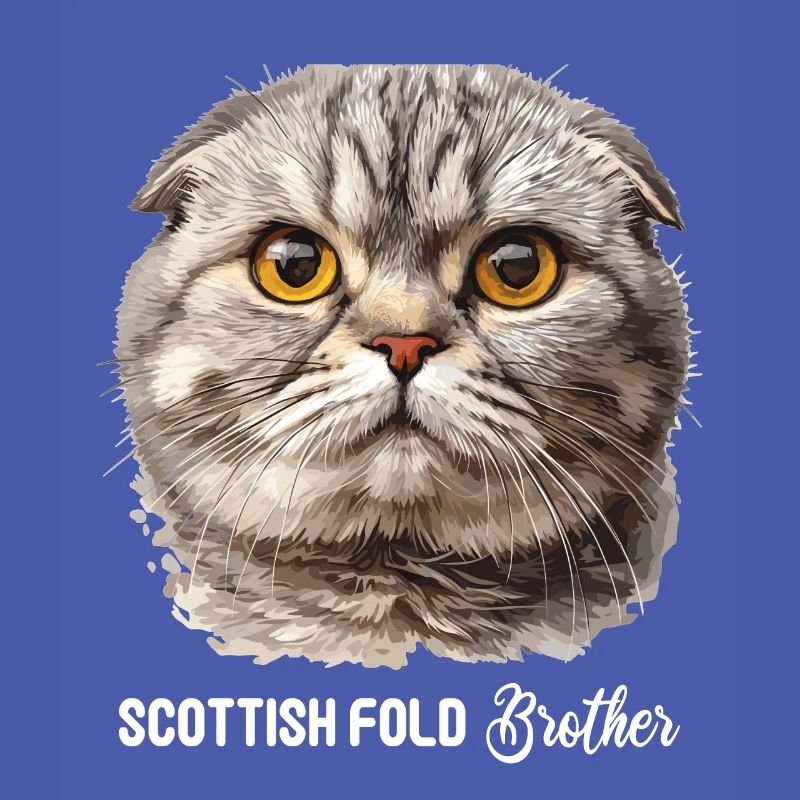 Scottish Fold Kitten Scottish Fold Cat
