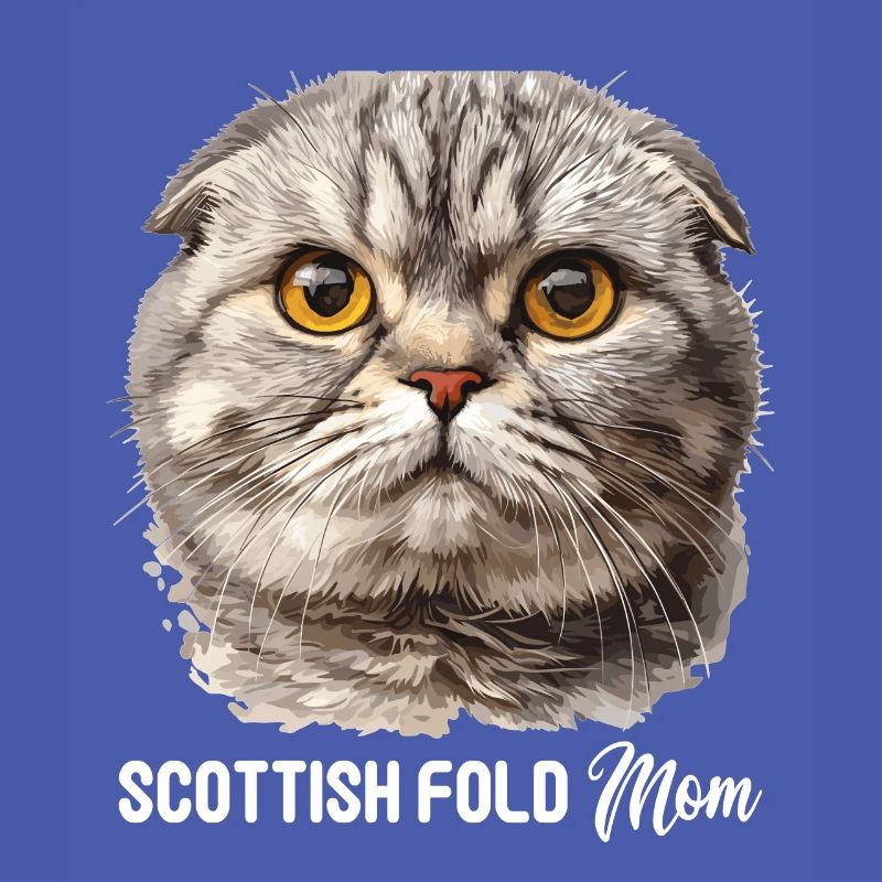 Scottish Fold Kitten Scottish Fold Cat