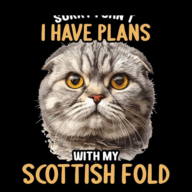 Scottish Fold Kätzchen Scottish Fold Katze