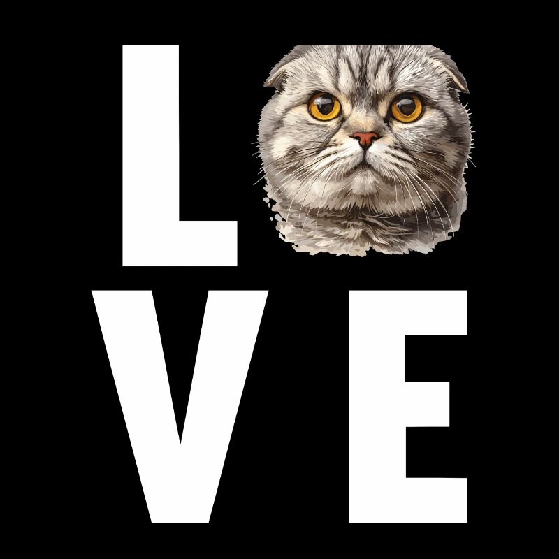 Scottish Fold Kätzchen Scottish Fold Katze