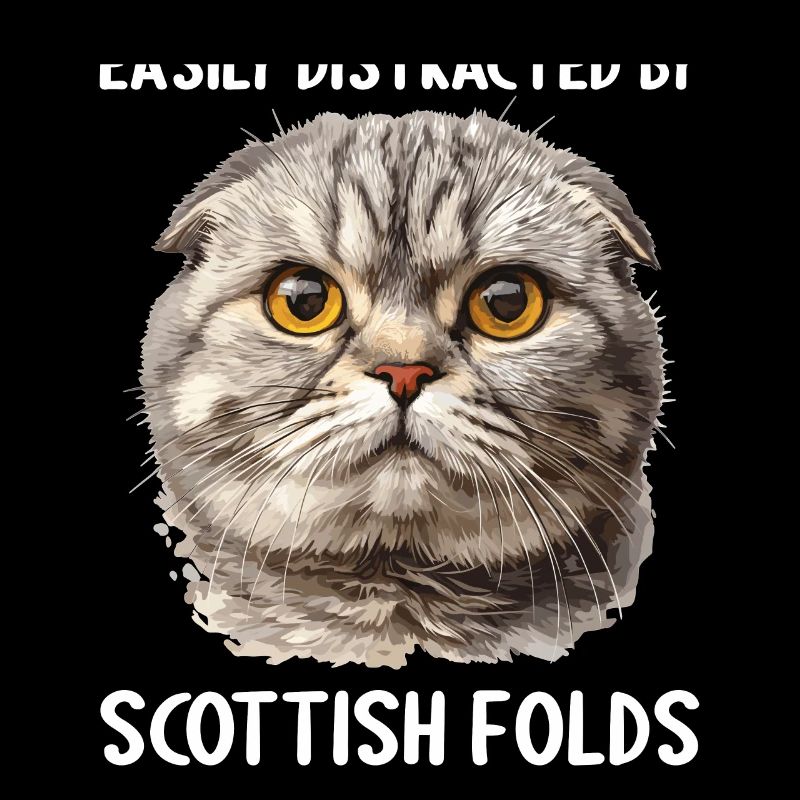Scottish Fold Kätzchen Scottish Fold Katze