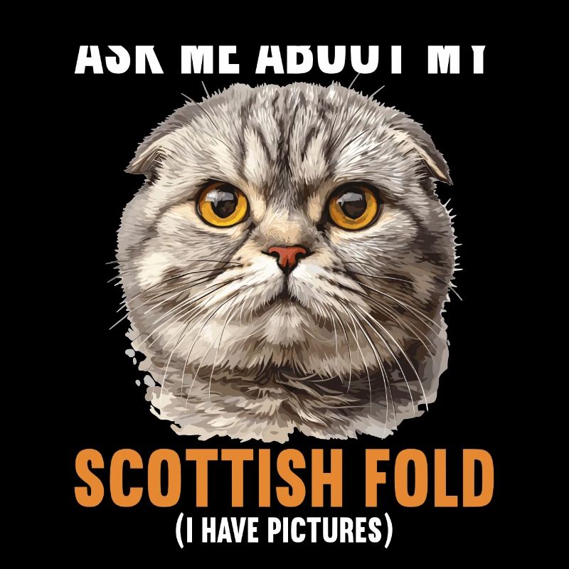Scottish Fold Kätzchen Scottish Fold Katze
