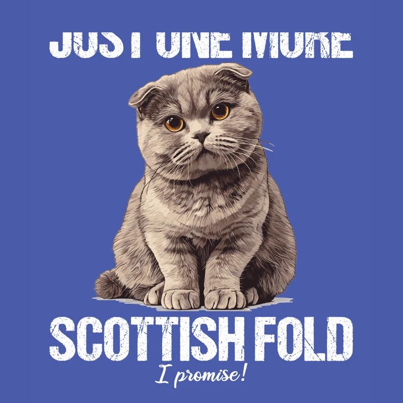 Scottish Fold Kitten Scottish Fold Cat