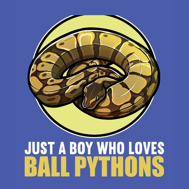 Ball Python Königspythons Königspython