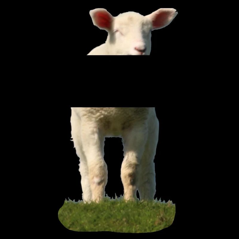 Süßes Schaf auf einer Weide