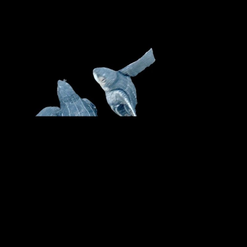 leatherback turtle 2